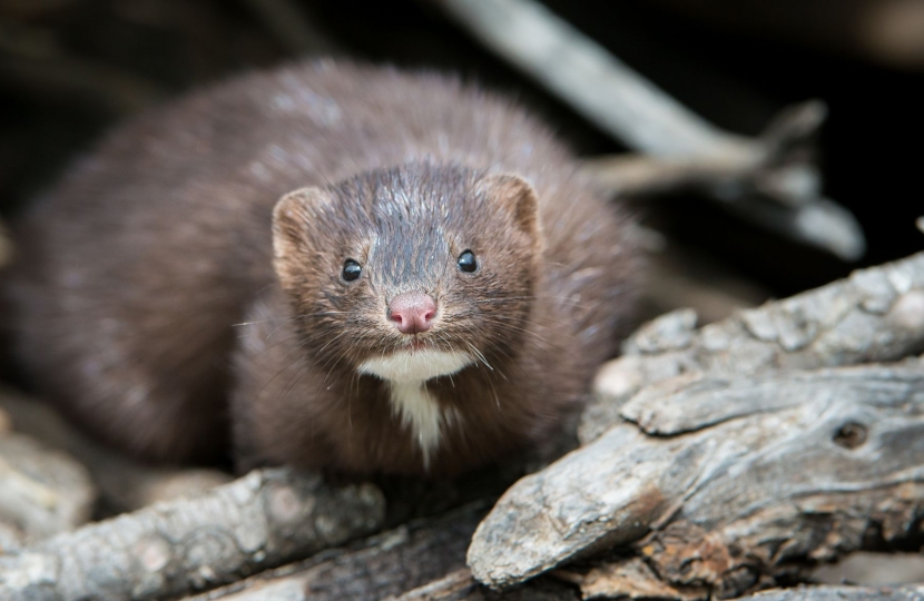 Native European Mink