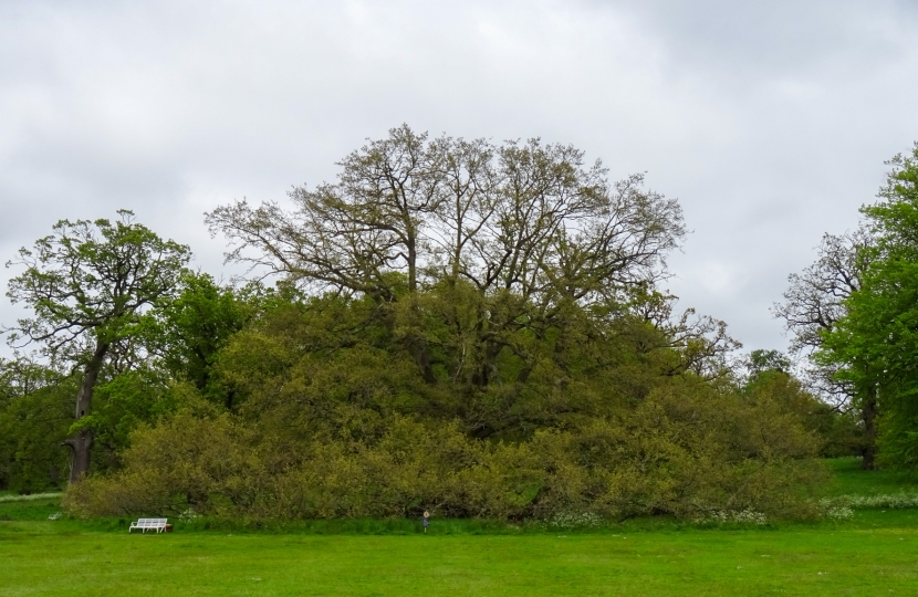 Turkey Oak at Blickling Hall