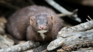 Native European Mink