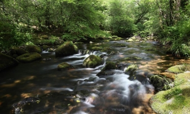 Chalk Streams