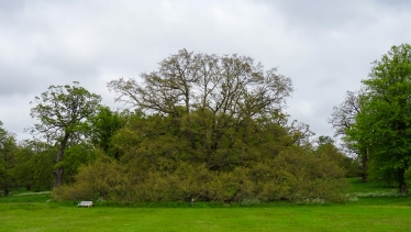 Turkey Oak at Blickling Hall